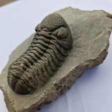Fossil trilobite phacops. for sale  SAFFRON WALDEN