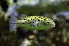 Leopard puffer 1.5 for sale  Haslet