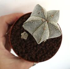 Astrophytum onzuka big usato  Napoli