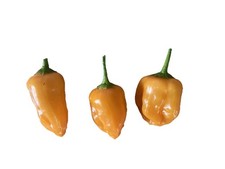 Chilisamen saatgut habanero gebraucht kaufen  Damme