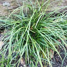 Mondo grass plugs for sale  Tatum