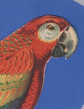 Old large parrot for sale  Parker