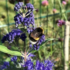Bartblume blue cloud gebraucht kaufen  Deutschland