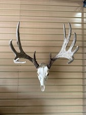 Whitetail deer european for sale  Plano