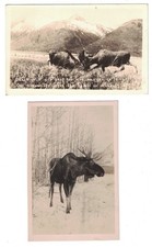 Antique rppc real for sale  Aberdeen