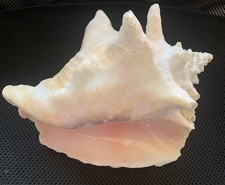 fechterschnecke gebraucht kaufen fechterschnecke gebraucht kaufen Roßtal