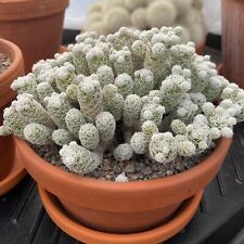 Mammillaria gracilis fragilis for sale  Tucson