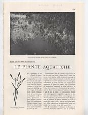 Piante acquatiche note usato  Trento