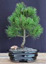 Yo. outdoor mugo for sale  Patchogue
