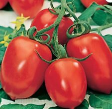 12x tomato roma for sale  BLACKBURN