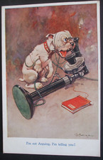 Studdy comic dog for sale  HUNTINGDON
