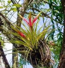 Tillandsia fasciculata pianta usato  Napoli