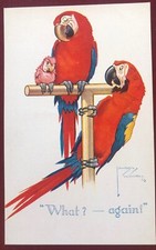 Macaw mum dad for sale  DUMFRIES
