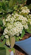 White crown thorns for sale  Cleveland