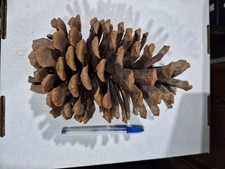Giant pine cone for sale  Rockaway