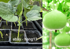 Round bottle gourd for sale  ILFORD