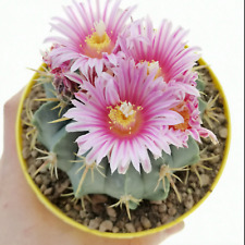 Ferocactus macrodiscus pink for sale  Tucson