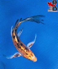 Butterfly doitsu yamato for sale  Claudville