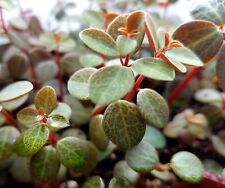 Peperomia verticillata rooted for sale  BISHOP'S STORTFORD