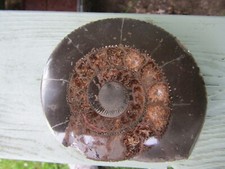 Polished dactylioceras fossil for sale  THETFORD