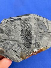 Carboniferous sphenophyllum co gebraucht kaufen  Saarbrücken