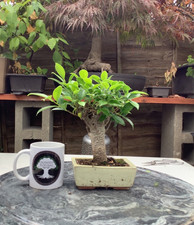 Banyan fig bonsai for sale  BROMLEY