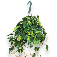 hanging basket shelving for sale hanging basket shelving for sale USA