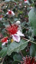 Feijoa acca sellowiana usato  Valmacca