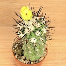 trichocereus bridgesii usato trichocereus bridgesii usato Baranzate