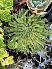 Euphorbia flanaganii medusa for sale  Manteca
