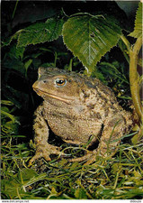 Animaux crapaud cpm d'occasion  Fruges