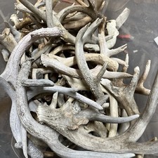 5lbs random deer for sale  Bradley