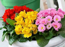 150 primula double for sale  CHIGWELL