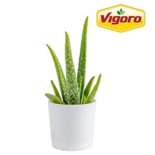 Aloe vera indoor for sale  Miami