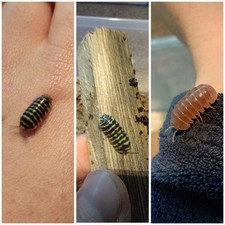 armadillo for sale armadillo for sale TELFORD