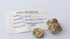 Antique crinoid fossil for sale  SALISBURY