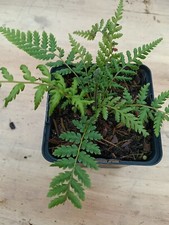 Dicksonia antarctica slow for sale  BARNET