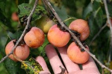 Big american persimmon for sale  Brandenburg