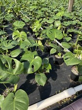 Monstera deliciosa live for sale  Miami