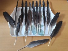 Schwarze vogelfedern rabe gebraucht kaufen  Stade
