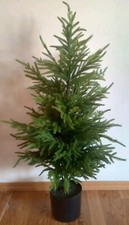 Nearly natural norfolk for sale  Casper