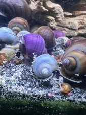 Bonus mystery snail for sale  La Vergne