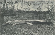 Singapore crocodile publ. d'occasion  France