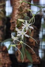 Mystacidium venosum rchidee gebraucht kaufen  Allmendingen