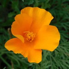 SEMENTES DE FLORES DE LARANJA PAPOULA DA CALIFÓRNIA Sementes de papoula californiana para jardim de flores comprar usado SEMENTES DE FLORES DE LARANJA PAPOULA DA CALIFÓRNIA Sementes de papoula californiana para jardim de flores comprar usado  Enviando para Brazil
