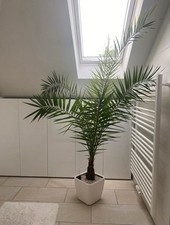 Phönix palme lechuza gebraucht kaufen  Bad Homburg v. d. Höhe