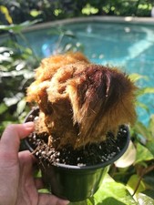 Chicken fern for sale  Windermere