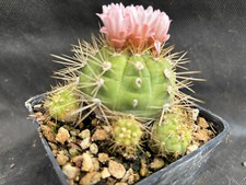 Gymnocalycium chacoense vivaio usato  Massafra