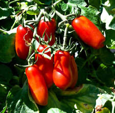 Solanum lycopersicum pomodoro usato  Napoli
