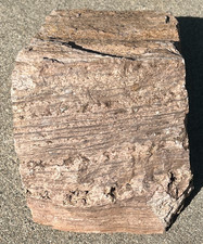 Large petrified wood for sale  Lafayette